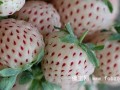 英国出售新奇水果 形似白草莓味像菠萝