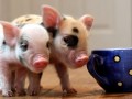 英国刚出生的迷你猪，仅有茶杯大小