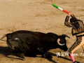 西班牙加泰罗尼亚地方议会投票决定禁止斗牛