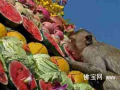四吨蔬果任其吃“猴子的宴会” 泰国举行