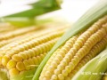 玉米的功效作用与营养价值