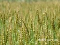 小麦的功效作用与营养价值