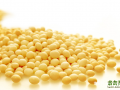 黄豆的功效作用与营养价值