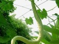 蛇瓜的营养价值与食用功效