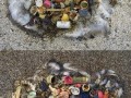 信天翁悲惨死去