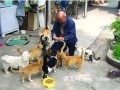 退休大爷和他的小猫们