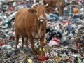 长沙垃圾场养牛垃圾谁敢吃？
