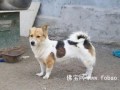 被人类恩将仇报的义犬小花