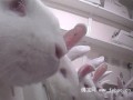 药物测试折磨实验兔 台动物保护团体吁修法规范