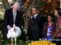 火鸡科布勒被奥巴马“特赦” 幸免成为“盘中餐”