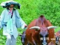 香港流浪牛之家