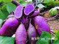 紫薯与红薯那个营养价值高？真的能防癌吗？