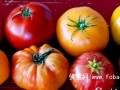 美味四季番茄新问世，培植方法引争议