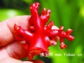 郑州市场上有人无证卖红珊瑚