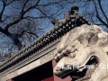 法源寺丁香称雄京城 乾隆御书“法海真源”