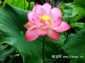端午寺庙赏荷：清水出芙蓉，天然去雕饰