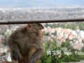 探访尼泊尔闻名于世猴庙：猴子也“修行”