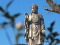 导演田七太湖放生 即兴创作歌曲《灵山佛前遇见你》