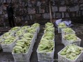 国庆假期最后一天 少林寺免费向游客结缘自种玉米