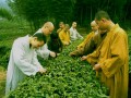 茶与佛教的千年奇缘