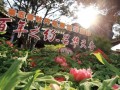 昆明昙华寺公园 新引400余株日本海棠