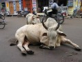 印度两牛贩遭疑似宗教激进分子殴打吊死