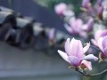 清明节佛弟子应如何祭祖