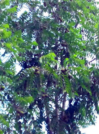 1-猴头核桃果树-100
