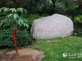 陕西宜君玄奘手植娑罗树子树植根西安大慈恩寺