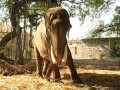 印度大象遭囚寺庙58年 伤痕累累终得到救助获自由