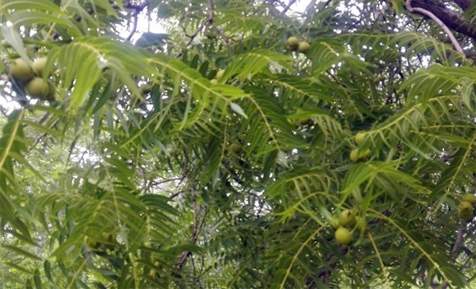1-猴头核桃树上青果