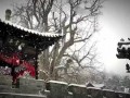 古观音禅寺2018年春节四众禅七开始报名通启