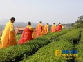 清明前夕 福建厦门妙高山佛国寺茶园开茶