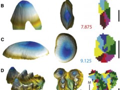 研究发现一些古代鳄鱼物种是“素食主义者”